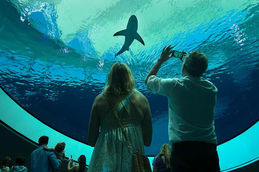Miami: Frost Museum of Science and Planetarium Entry Ticket - Why Frost Science works for a Miami day