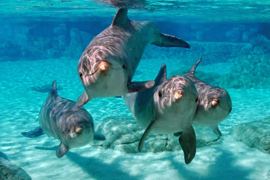 Miami: Key West Dolphin Watch or Snorkel Boat with pickup - Who should book this Key West day trip?