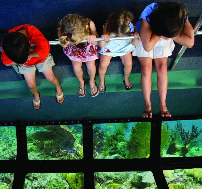 Miami: Key West Dolphin Watch or Snorkel Boat with pickup - The three-hour snorkeling trip