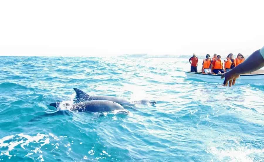 Miami: Key West Dolphin Watch or Snorkel Boat with pickup - What the guides add to the day