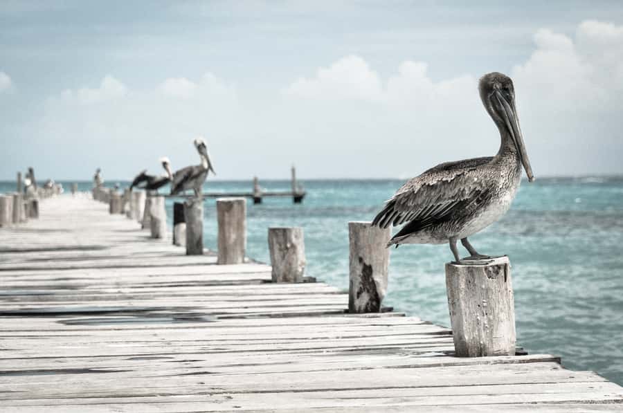 Miami: Key West Dolphin Watch or Snorkel Boat with pickup - Is the $63 price good value?