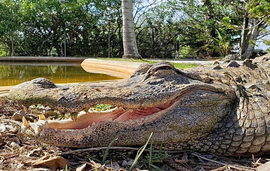 Miami: Original Everglades Airboat Tour & Interpretive area - Coopertown’s original airboat setting since 1945