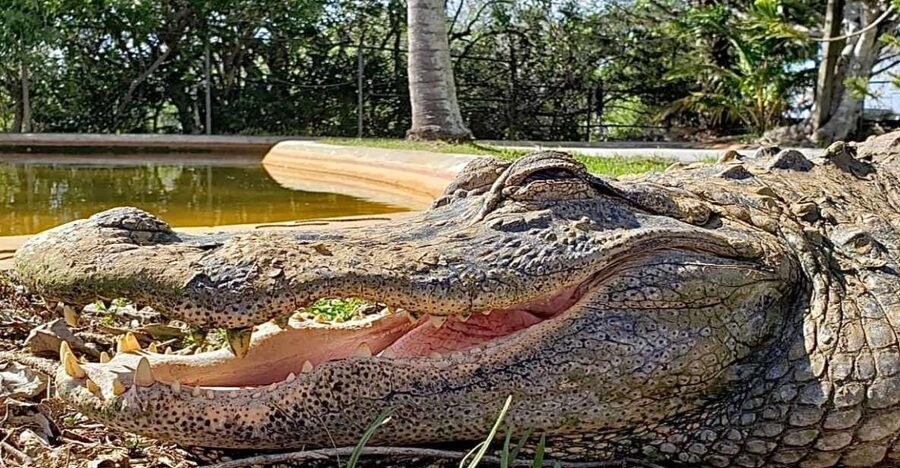 Miami: Original Everglades Airboat Tour & Interpretive area - Food, facilities, and time on site