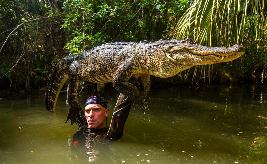 Miami: Wild Everglades Airboat Ride and Gator Encounters - The alligator presentation and wildlife exhibits