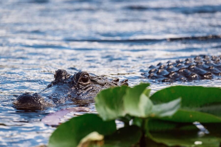 Miami: Wild Everglades Airboat Ride and Gator Encounters - Should you book the Miami Everglades airboat tour?
