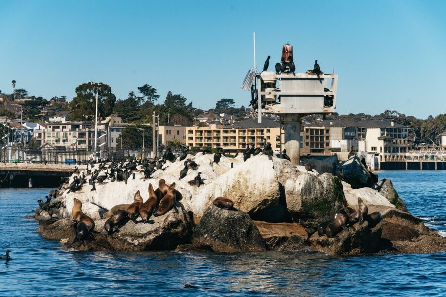 Monterey Bay: Whale Watching Tour - Key points to know before you book