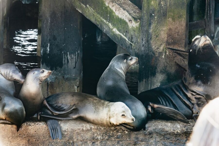 Monterey Bay: Whale Watching Tour - The guide makes a real difference