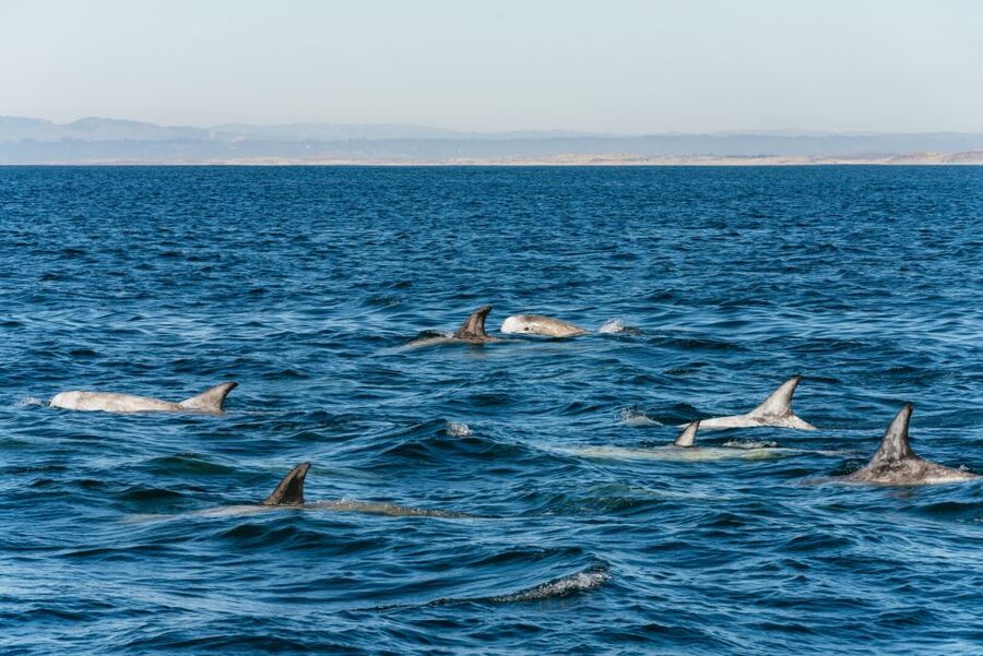 Monterey Bay: Whale Watching Tour - Boat size, comfort, and motion