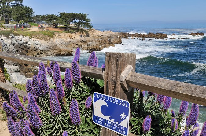 Monterey, Carmel and 17-Mile Drive: Full Day Tour from SF - Bird Rock is a quick wildlife stop