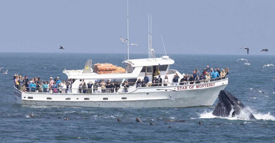Monterey: Monterey Bay Dolphin and Whale Watching Boat Tour - Humpbacks, gray whales, and the seasonal picture
