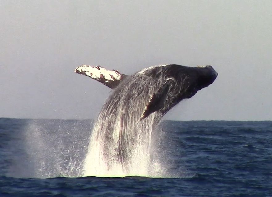 Monterey: Monterey Bay Dolphin and Whale Watching Boat Tour - Who will enjoy this Monterey cruise most?