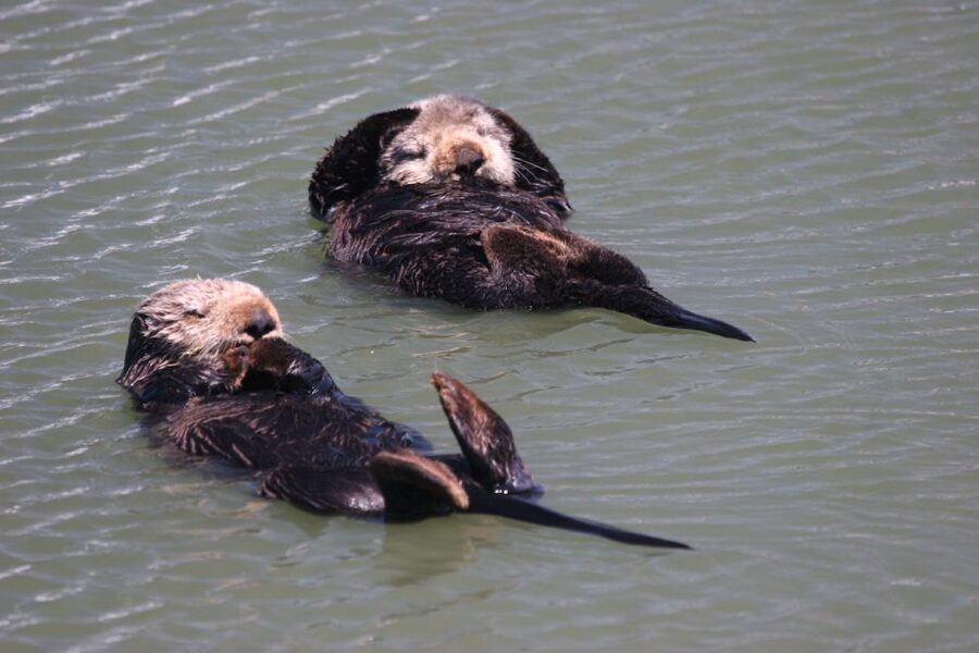 Monterey: Monterey Bay Dolphin and Whale Watching Boat Tour - The three-hour route and what you may see