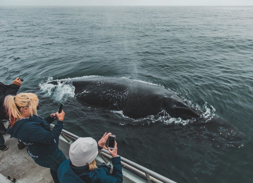 Monterey: Sunset Whale Watching Cruise with A Guide - Key points at a glance