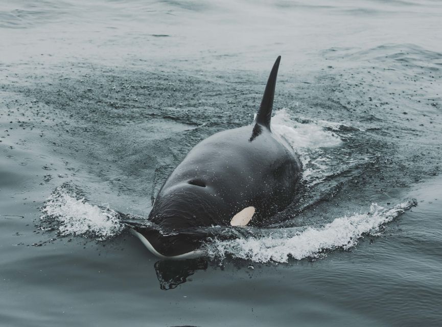 Monterey: Sunset Whale Watching Cruise with A Guide - The first hour: searching for signs of life