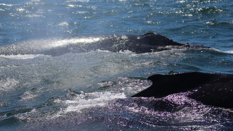 Monterey: Sunset Whale Watching Cruise with A Guide - Humpbacks, dolphins, and the occasional orca