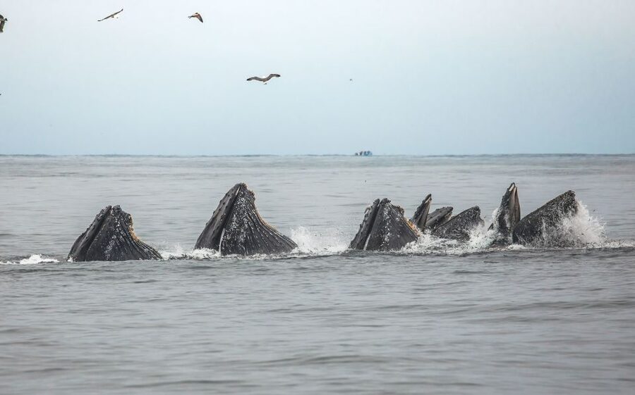 Monterey: Sunset Whale Watching Cruise with A Guide - Watching science happen from the deck