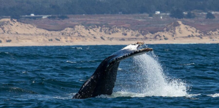 Monterey: Sunset Whale Watching Cruise with A Guide - Is $75 a fair price for three hours?