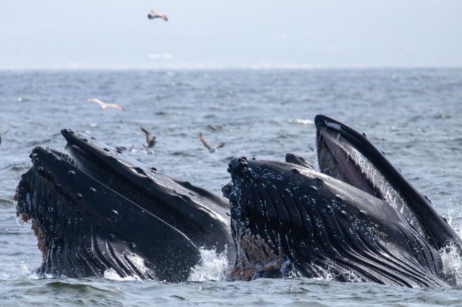 Monterey: Sunset Whale Watching Cruise with A Guide - Who will enjoy this cruise most