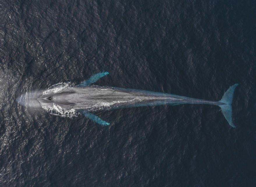Monterey: Sunset Whale Watching Cruise with A Guide - Booking details worth handling early