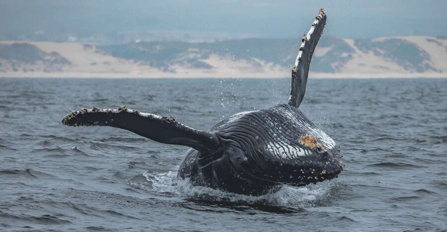 Monterey: Sunset Whale Watching Cruise with A Guide - Why the smaller boat changes the experience