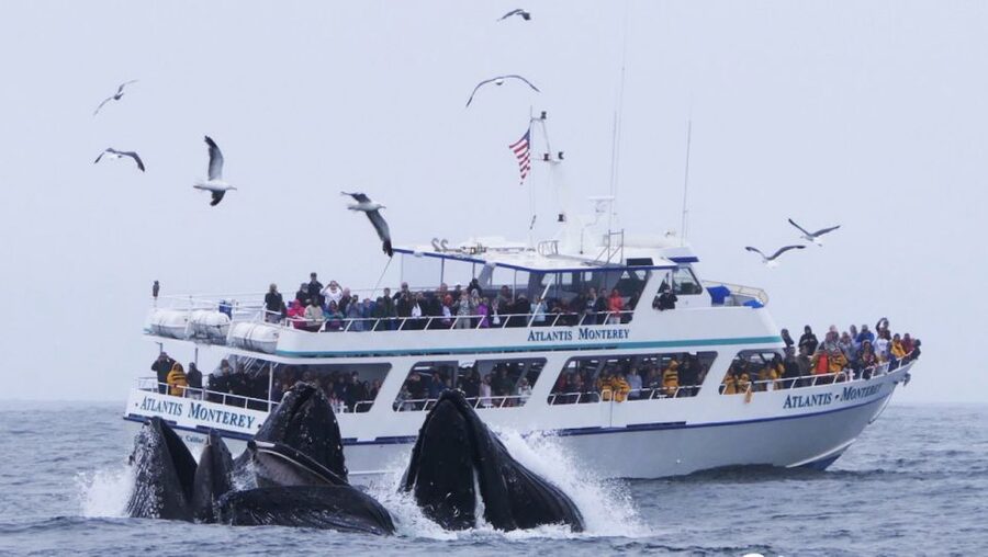 Monterey: Whale Watching Tour with A Marine Guide - Key points to know before you sail