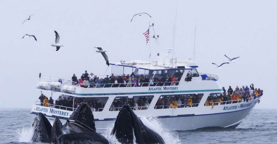Monterey: Whale Watching Tour with A Marine Guide - Why Monterey Bay is such a good place for whale watching