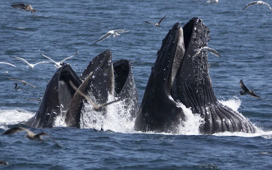 Monterey: Whale Watching Tour with A Marine Guide - Choosing your best place to watch