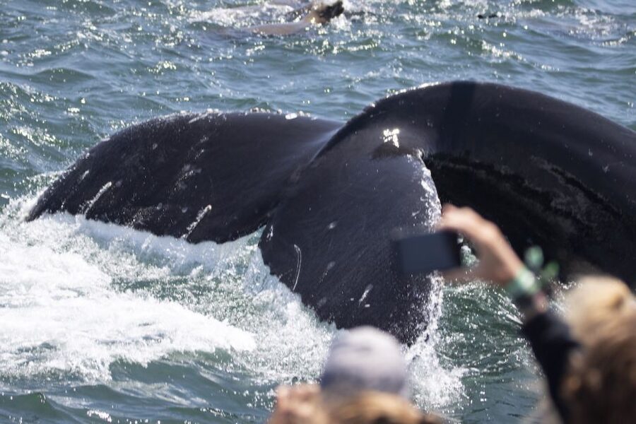 Monterey: Whale Watching Tour with A Marine Guide - The guide adds more than announcements