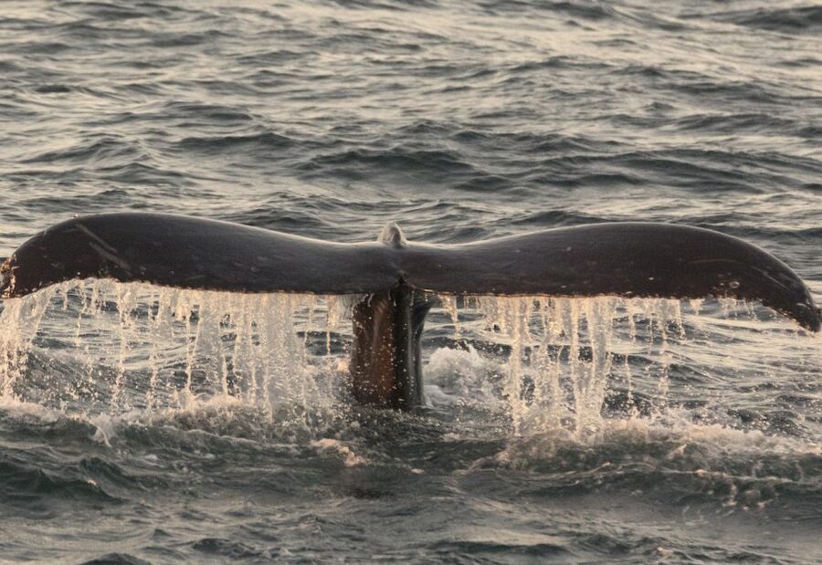 Monterey: Whale Watching Tour with A Marine Guide - Is $70 a fair price?