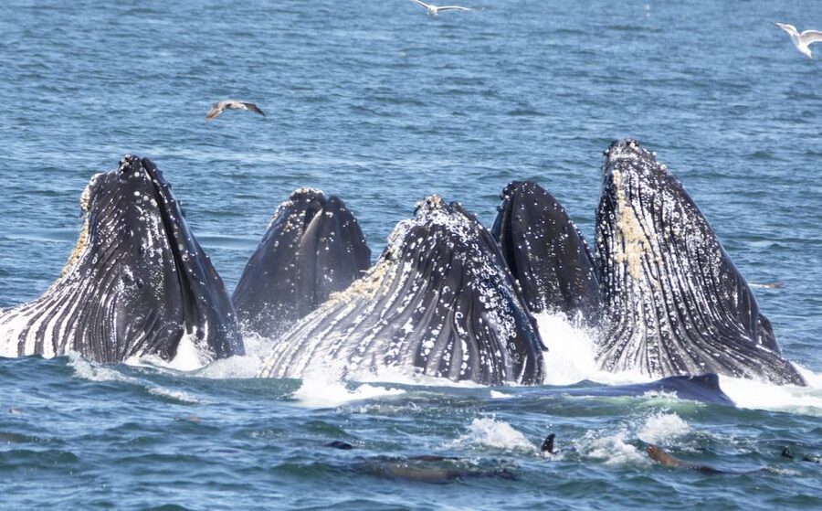 Monterey: Whale Watching Tour with A Marine Guide - From Fisherman’s Wharf to the open bay