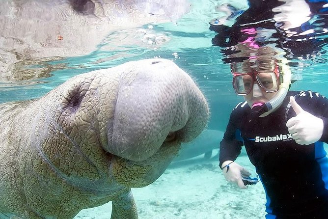 Most Popular 3hr Manatee Swim Tour + In-Water Guide! - What happens at Fun 2 Dive