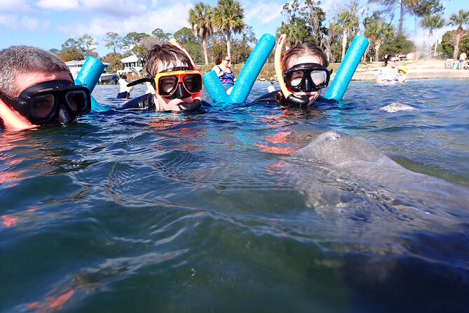 Most Popular 3hr Manatee Swim Tour + In-Water Guide! - Price, group size, and practical value