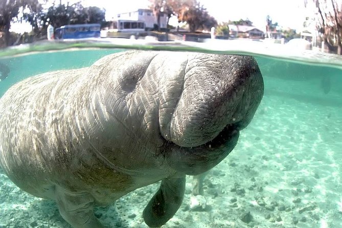 Most Popular 3hr Manatee Swim Tour + In-Water Guide! - Should you book the Crystal River manatee swim?