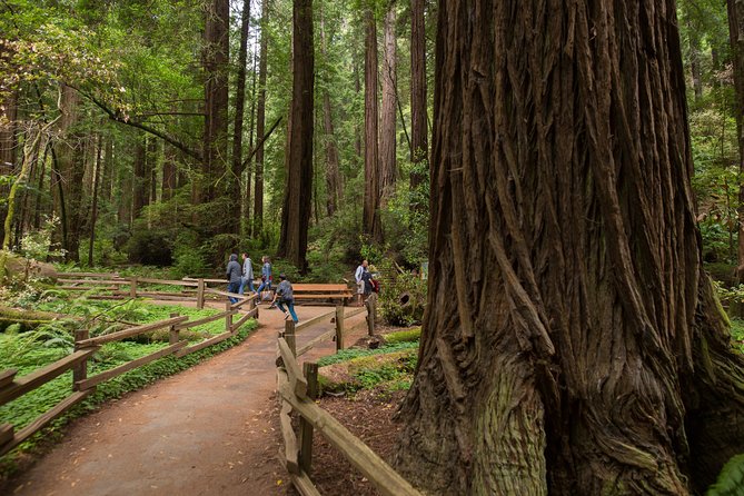 Muir Woods and Sausalito (Return by Bus or Ferry) - Why this half-day outing works well