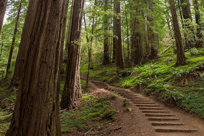 Muir Woods and Sausalito (Return by Bus or Ferry) - Bus back or ferry across the bay