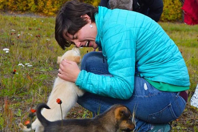 Mush Your Own Sled Dog Team (Summer/Fall Tour) - Key points to know before booking