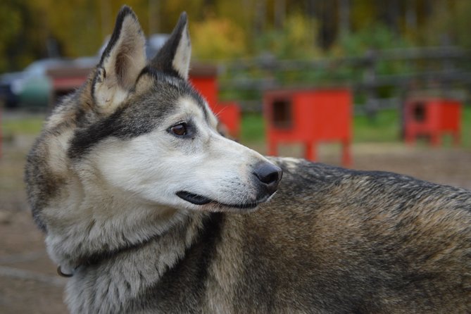 Mush Your Own Sled Dog Team (Summer/Fall Tour) - Driving four huskies through Talkeetna’s forest