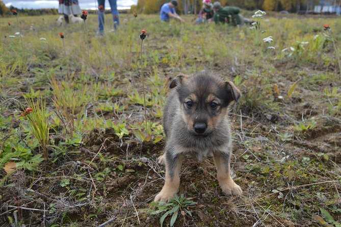 Mush Your Own Sled Dog Team (Summer/Fall Tour) - Why the summer version can be worth $199