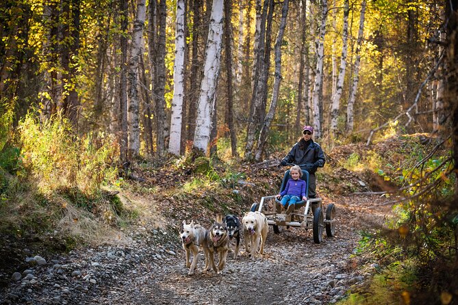Mush Your Own Sled Dog Team (Summer/Fall Tour) - Who will enjoy this Talkeetna activity most?