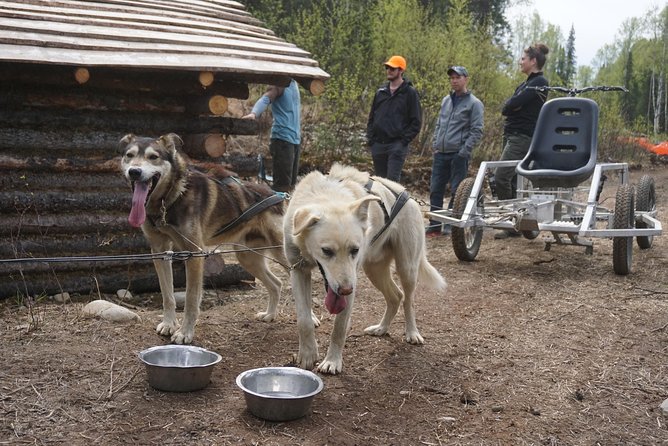 Mush Your Own Sled Dog Team (Summer/Fall Tour) - Is this a real mushing experience without snow?