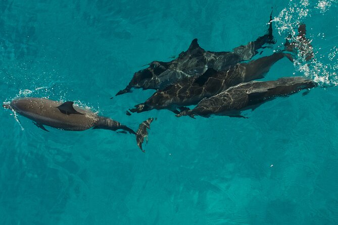 Na Pali Coast Half-Day Raft and Snorkel Adventure - Who should book this half-day adventure?