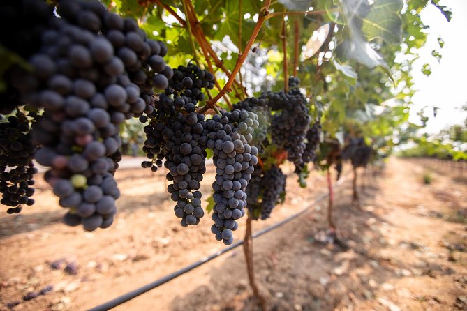 Napa and Sonoma Wine Country Full-Day Tour from San Francisco - Madonna Estate and the question of consistency