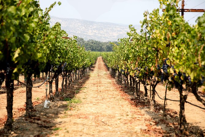 Napa and Sonoma Wine Country Full-Day Tour from San Francisco - Roche Winery and its relaxed family feel