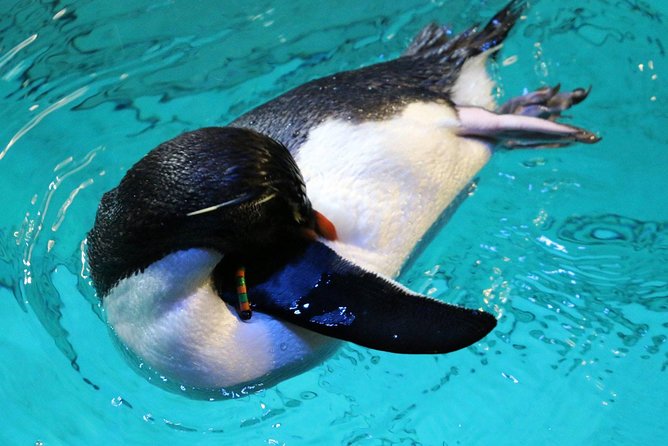 New England Aquarium Admission Ticket in Boston - Myrtle the sea turtle gives the tank a personality