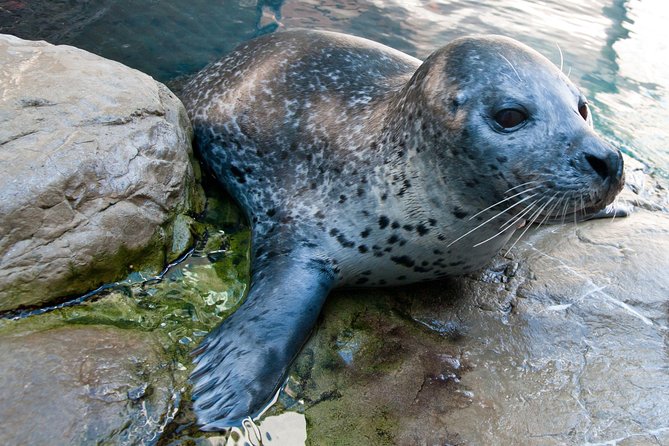 New England Aquarium Admission Ticket in Boston - Touch pools make the visit more active