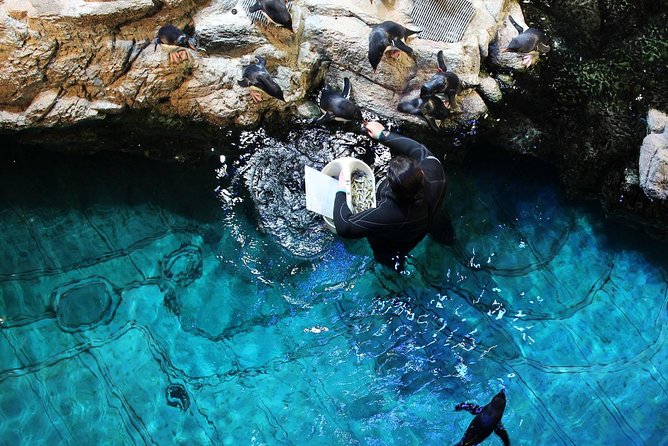 New England Aquarium Admission Ticket in Boston - How long you need and how to pace the visit