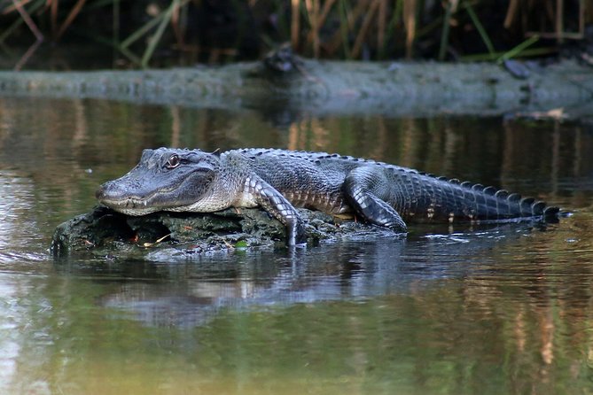New Orleans Airboat Ride - Alligators, eagles, and the luck of the season