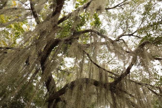 New Orleans Airboat Ride - The 1-hour-45-minute ride through cypress swamp