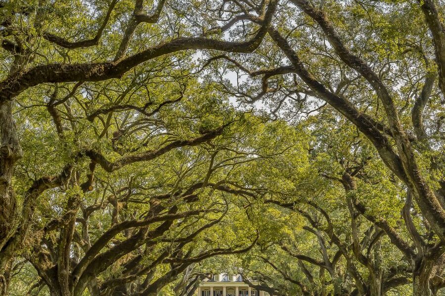 New Orleans: Bayou Swamp Tour and Oak Alley Plantation Tour - Manchac Swamp by covered flat-bottomed boat