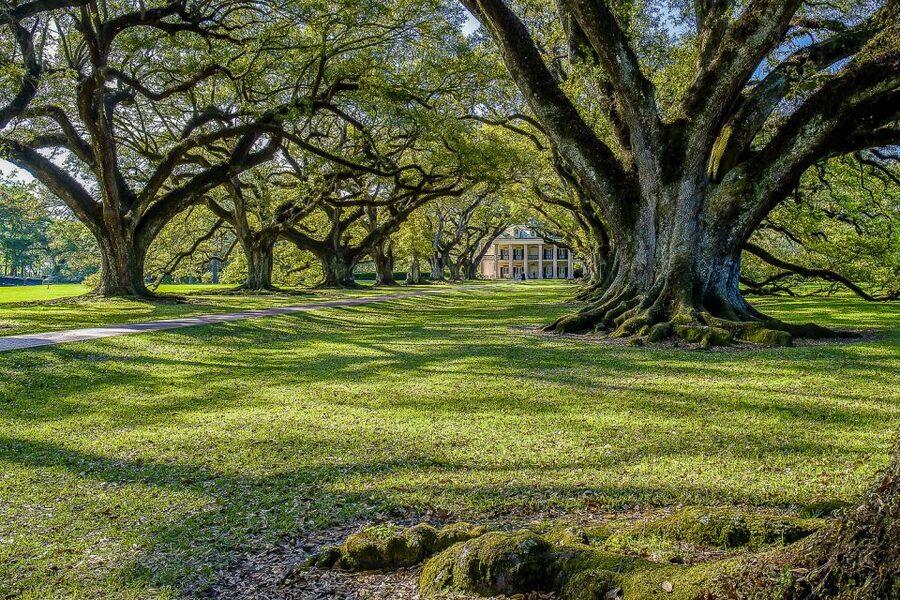 New Orleans: Bayou Swamp Tour and Oak Alley Plantation Tour - How the fixed schedule affects the day